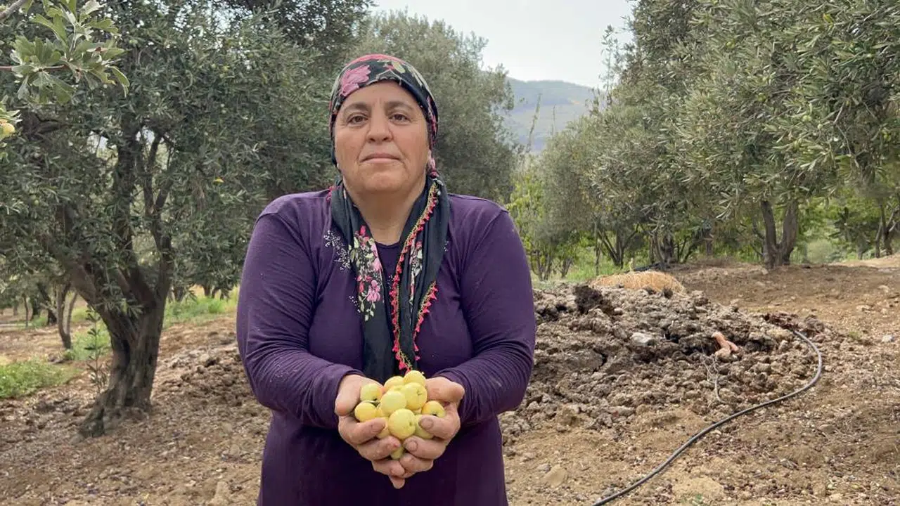 Alıçlarda da hasat başladı, şifa deposu bekleniyor...