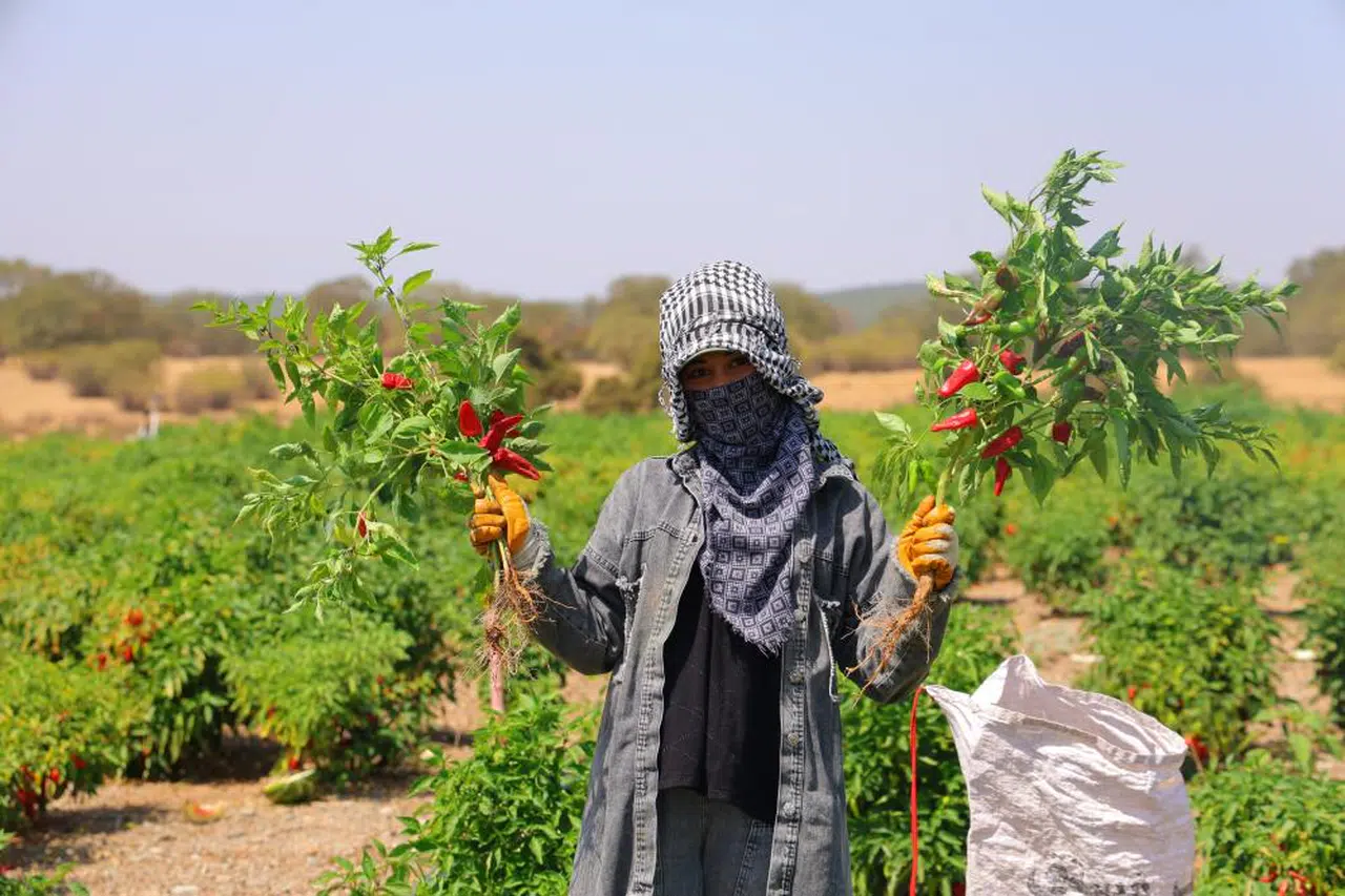En acı hasat günleri başladı!..