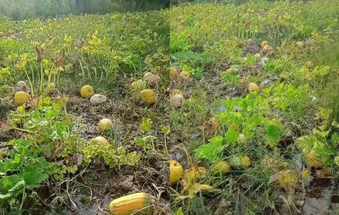 Çiftçinin emeği ark temizlemesine kurban oldu...