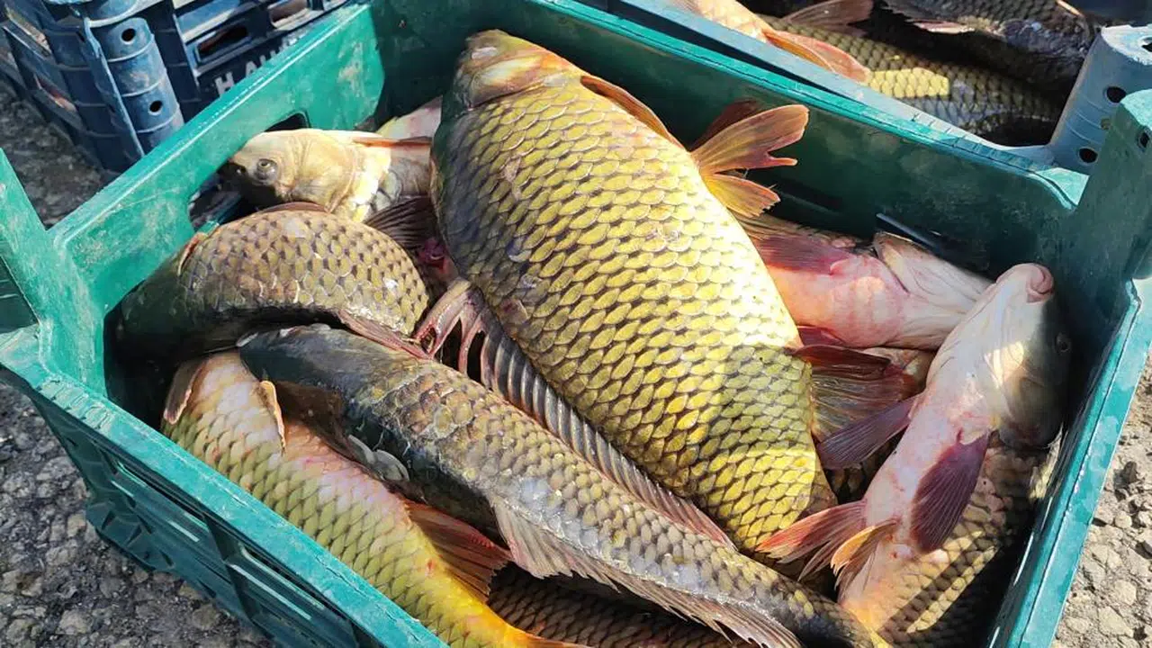 Balıkta kuraklık ihracatı önledi...