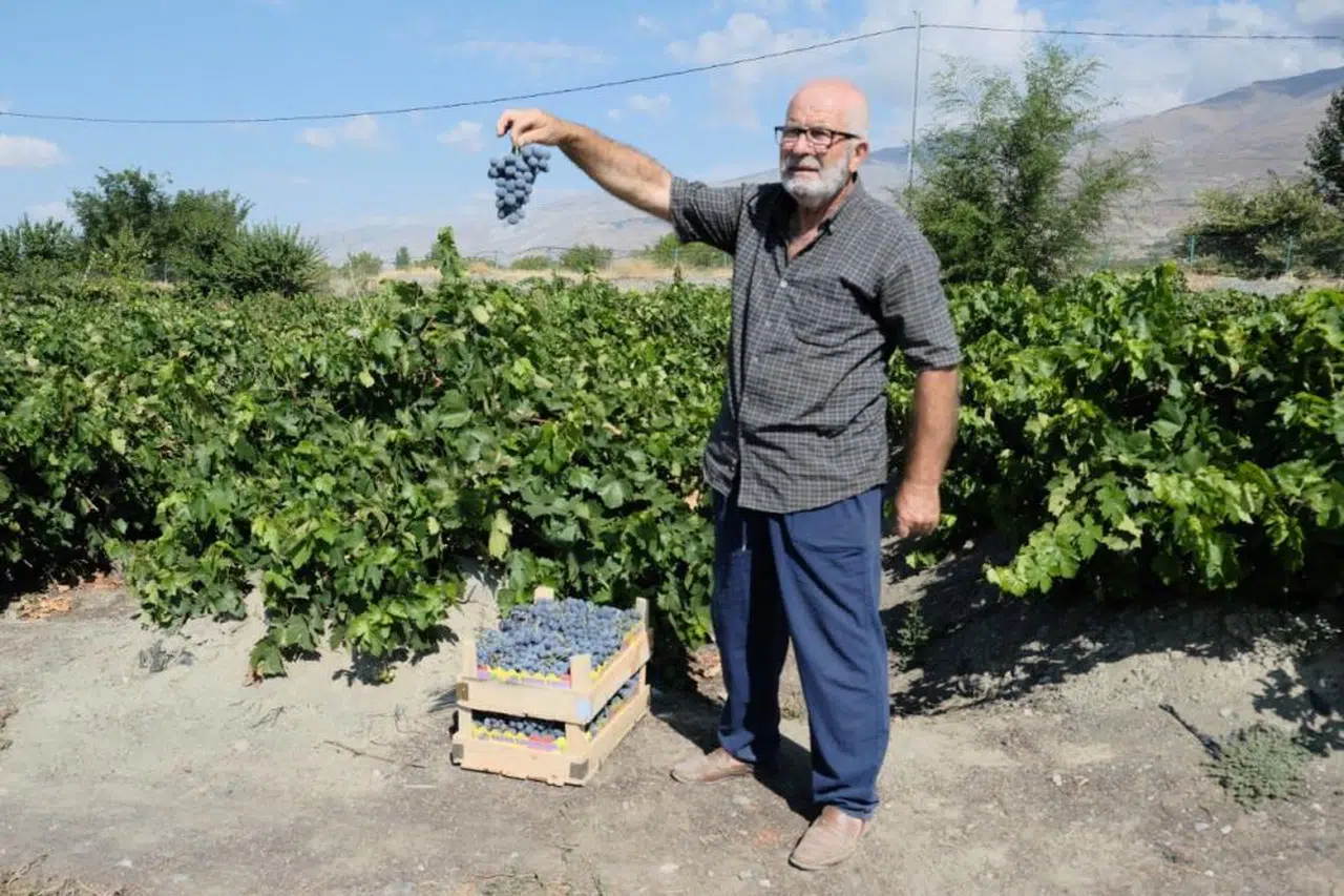 Bu üzüm tamamıyla helal! Şarap yapılamıyor...