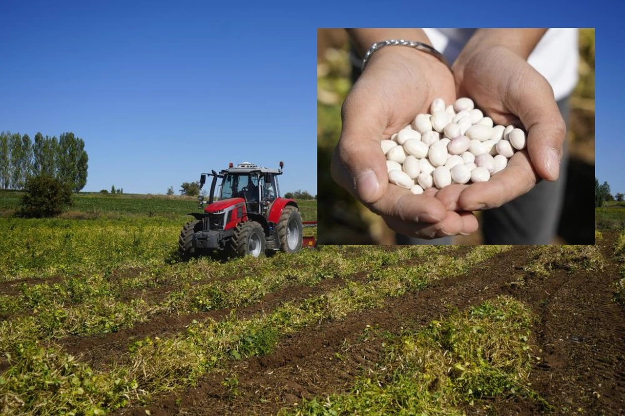 Şeker fasulyenin hasadı başladı