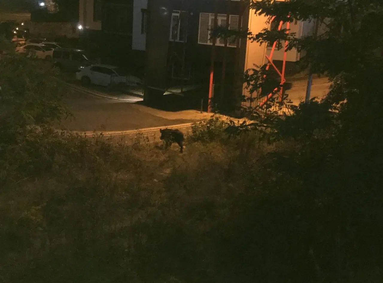 Sokağın Ortasında Saldırıya Uğradı!