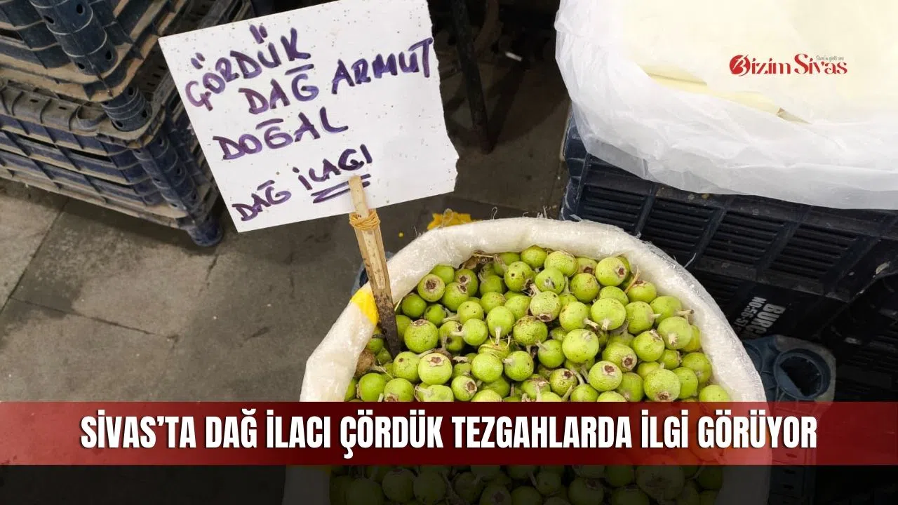 Sivas’ta dağ ilacı çördük tezgahlarda ilgi görüyor