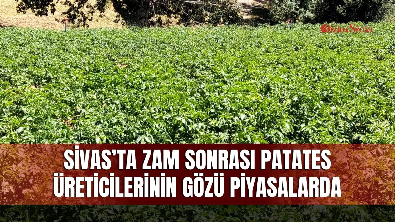 Sivas’ta zam sonrası patates üreticilerinin gözü piyasalarda