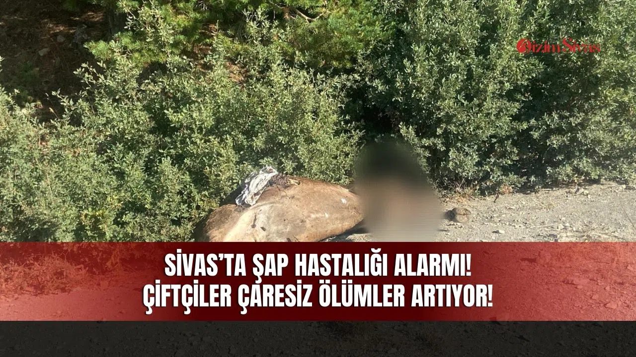 Sivas’ta şap hastalığı! Çiftçiler çaresiz!