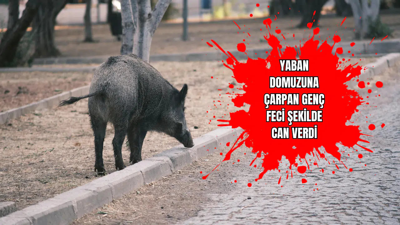 Yaban Domuzuna Çarpan Genç Feci Şekilde Can Verdi