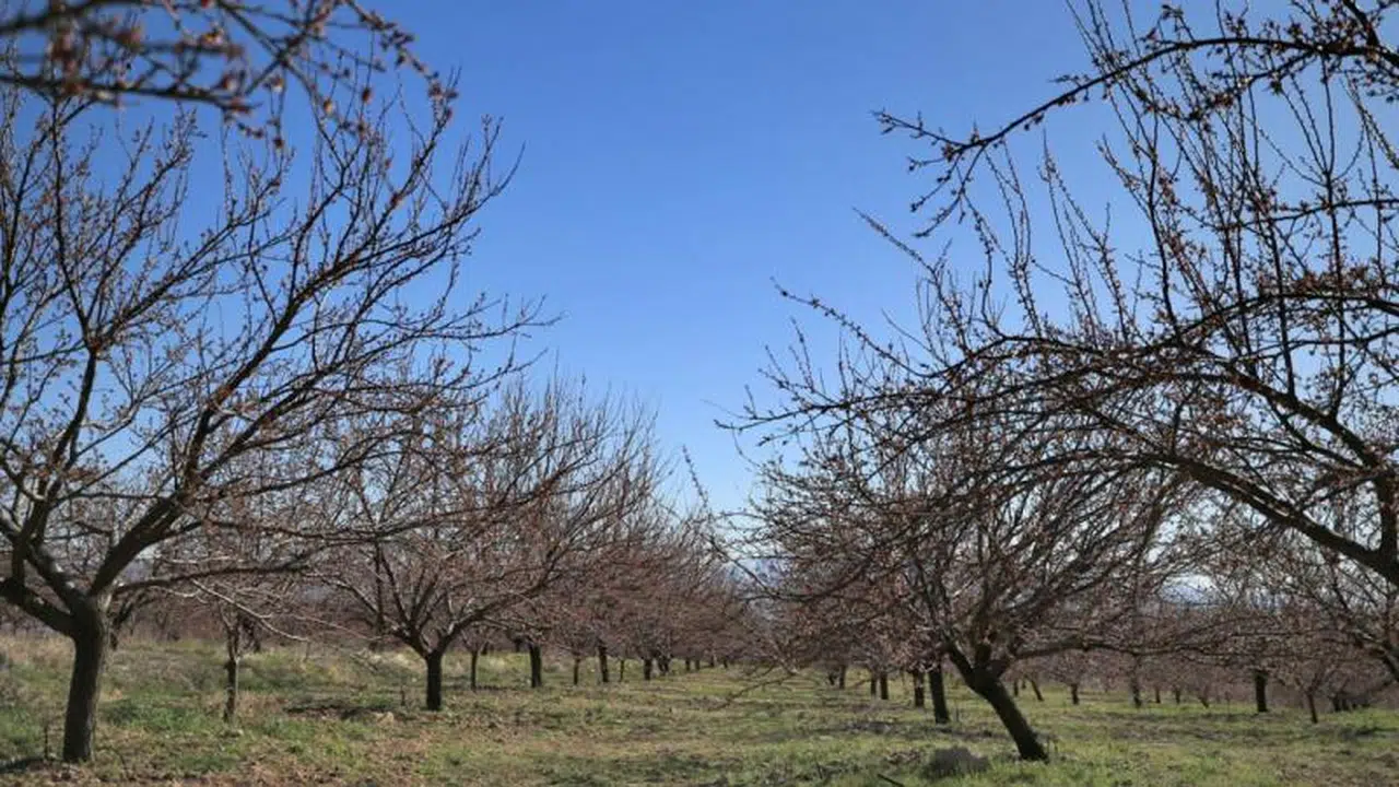 Sivas'a da zirai don ödemesi yapılacak