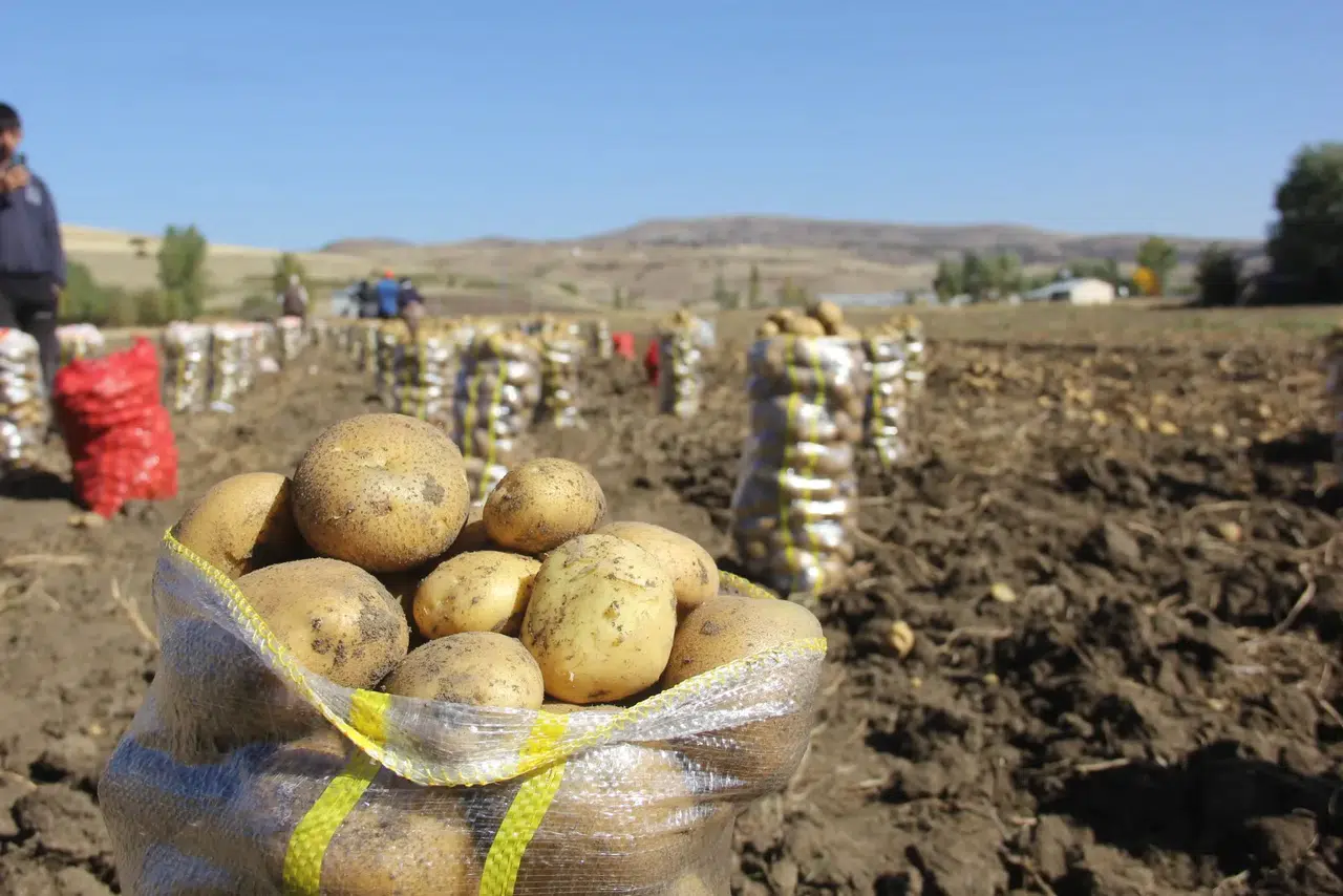 Zara’nın patatesleri İstanbul yolcusu: Direkt tüketiciye