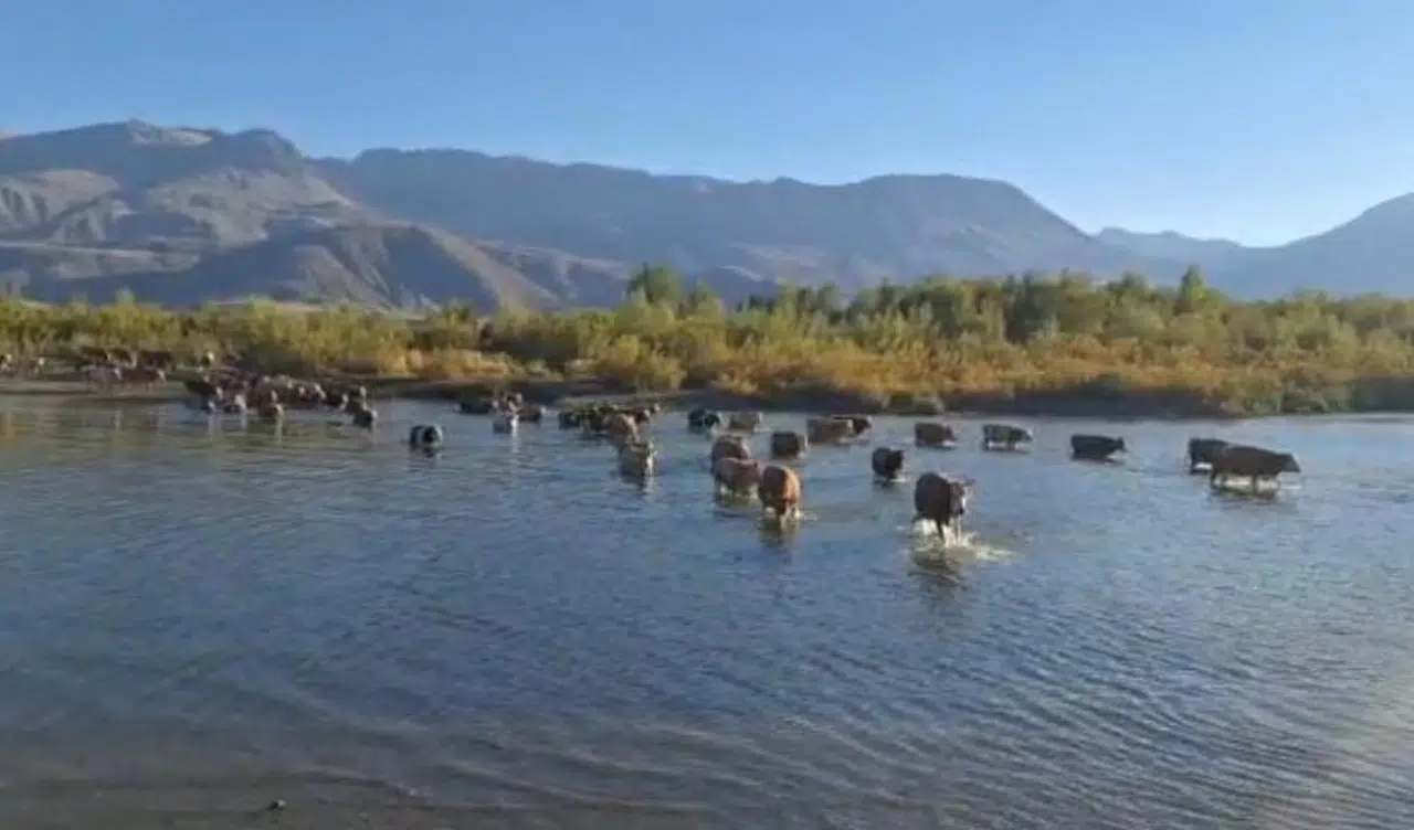 Fırat’ın Kolu Alarm Veriyor! Karasu’da Su Seviyesi Şaşırttı