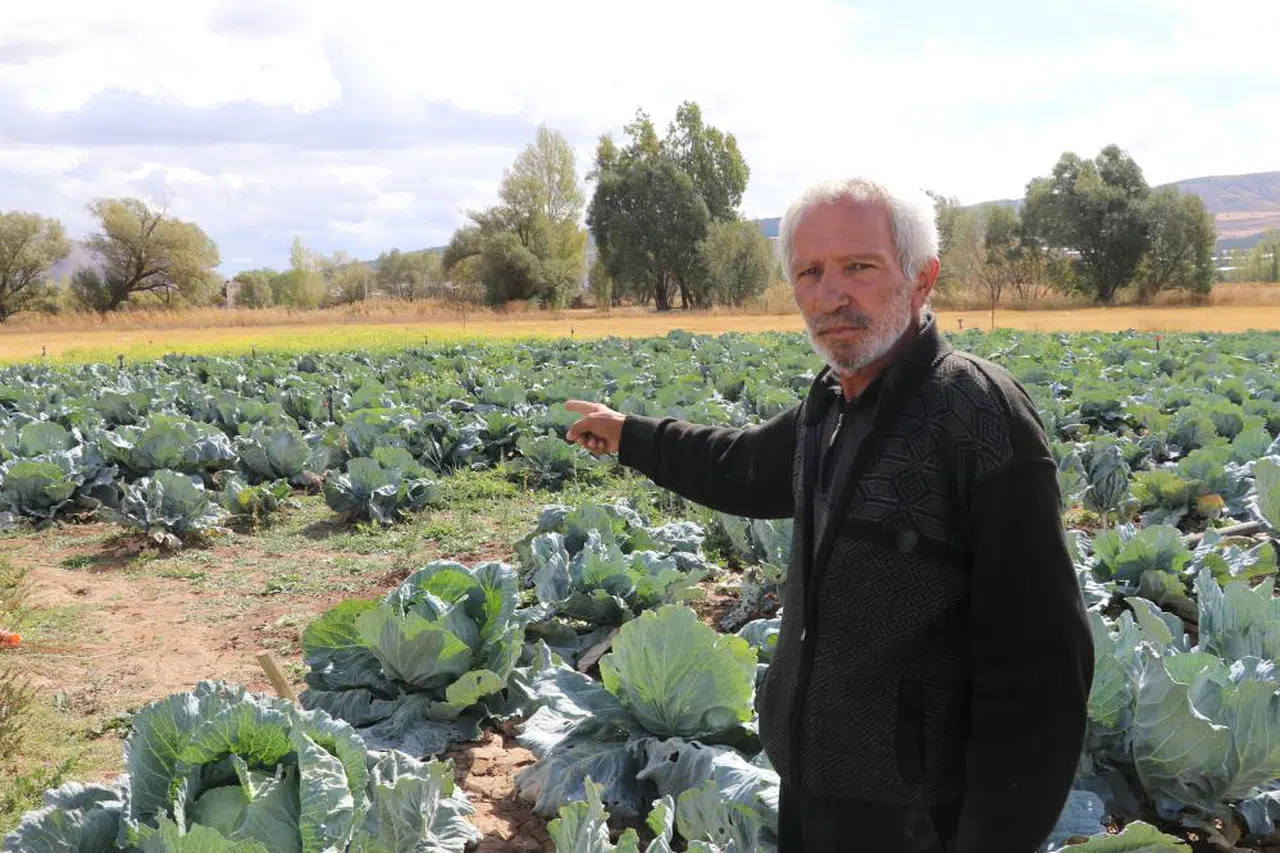 Sivas lahanası bu savaşı kaybetti! Verim az, kalite düşük