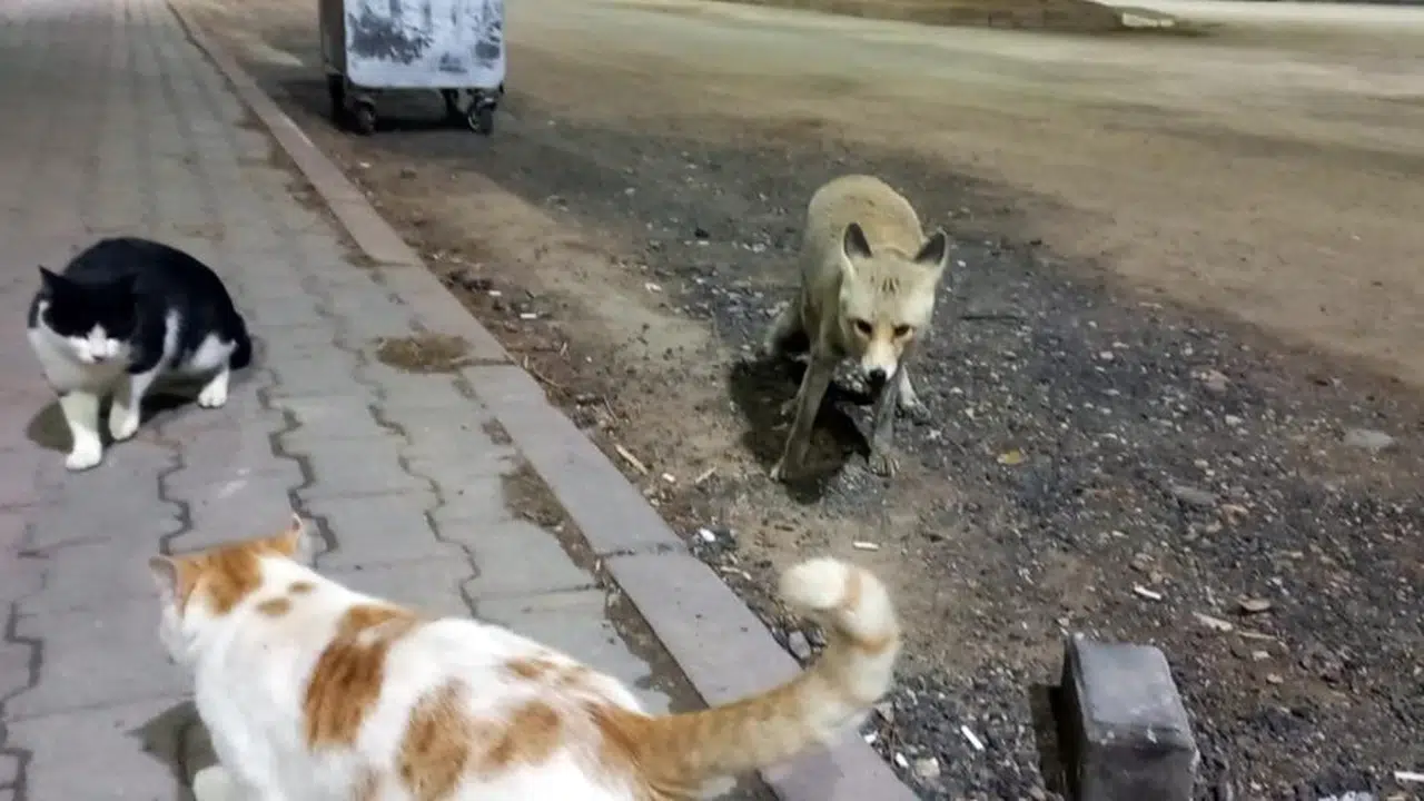 Sivas’ta tilki ve kedinin dostluğu görenleri şaşırttı