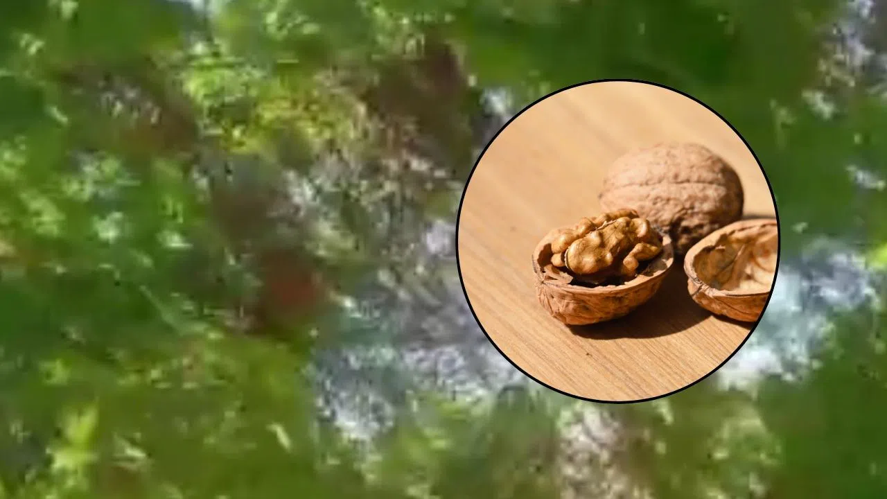 Ceviz Ağaçları Sonbaharda Meyve Verdi