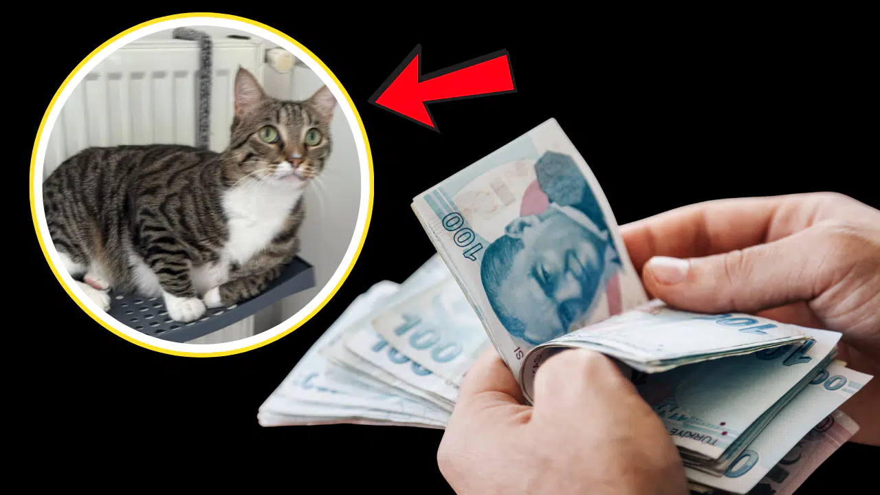 Kedisini Bulana 100 Bin Lira Nakit Ödeme Yapacak