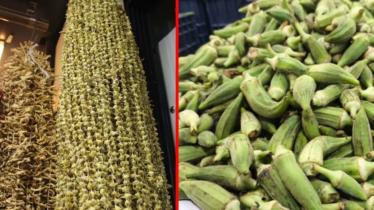 Aynı Ürünün Yaşı 150, Kurusu 4 Bin Lira! İşte Bamyanın Faydaları!