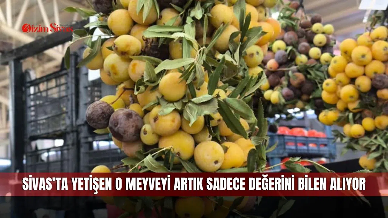 Sivas’ta yetişen o meyveyi artık sadece değerini bilen alıyor