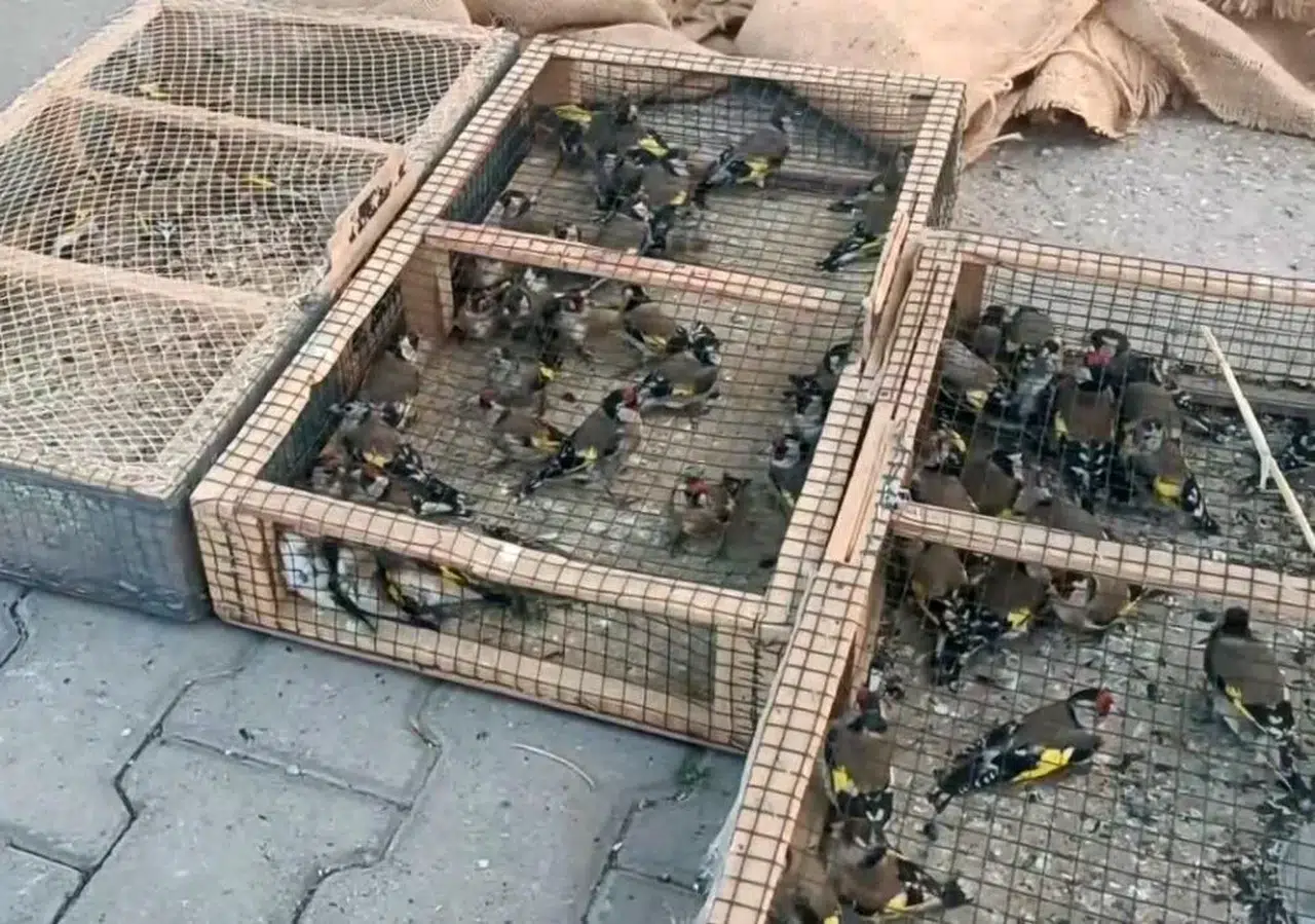 Yasa Dışı Avcıya Ağır Darbe! 80 Saka Kuşu Doğaya Geri Döndü
