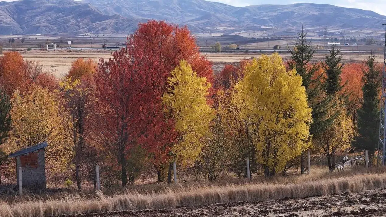 Sivas’taki bu vişne bahçesi her mevsim farklı güzel