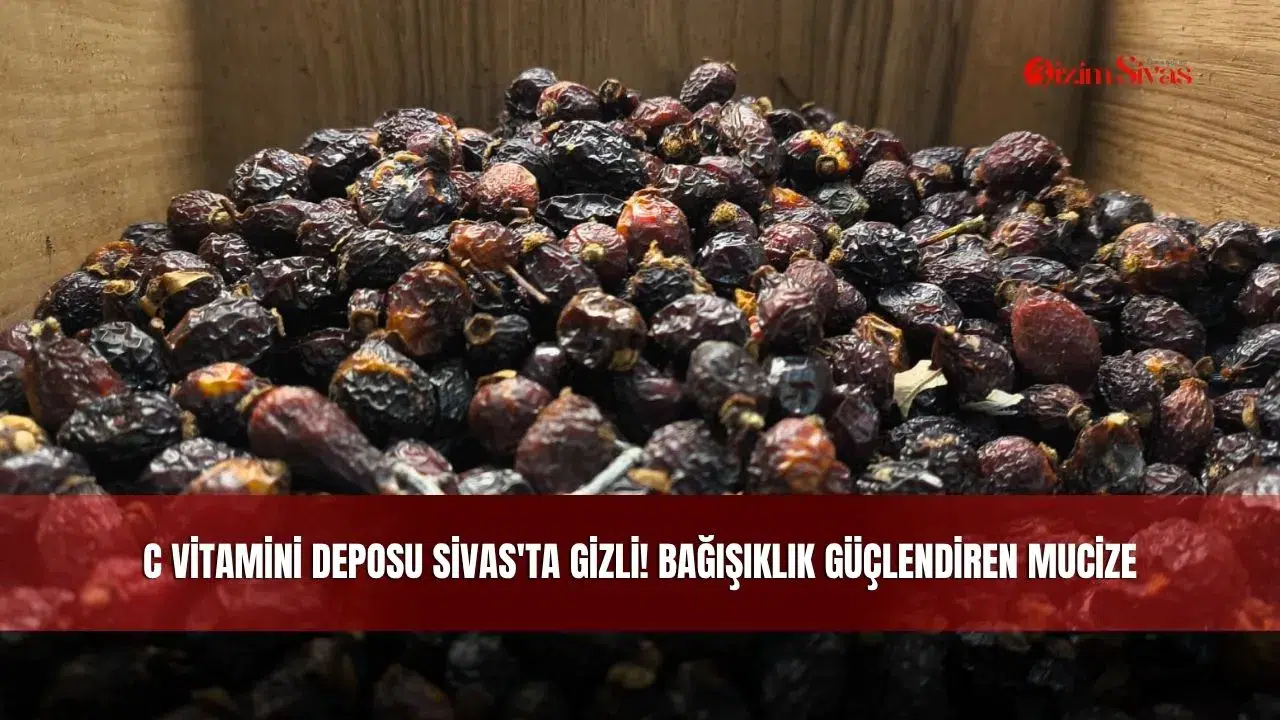 C Vitamini Deposu Sivas'ta Gizli! Bağışıklık Güçlendiren Mucize