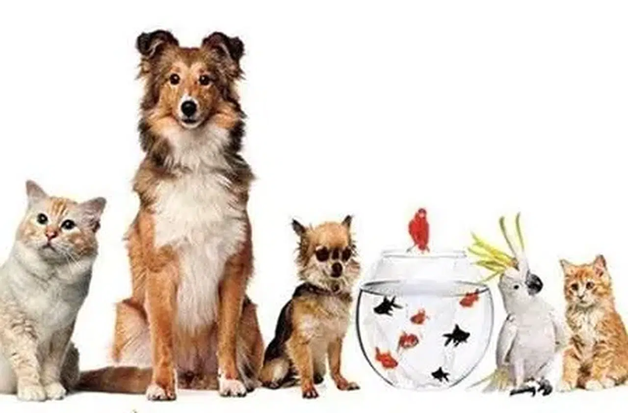 Sivas'ta ev ve süs hayvanı satışı yapmak isteyenlere uyarı