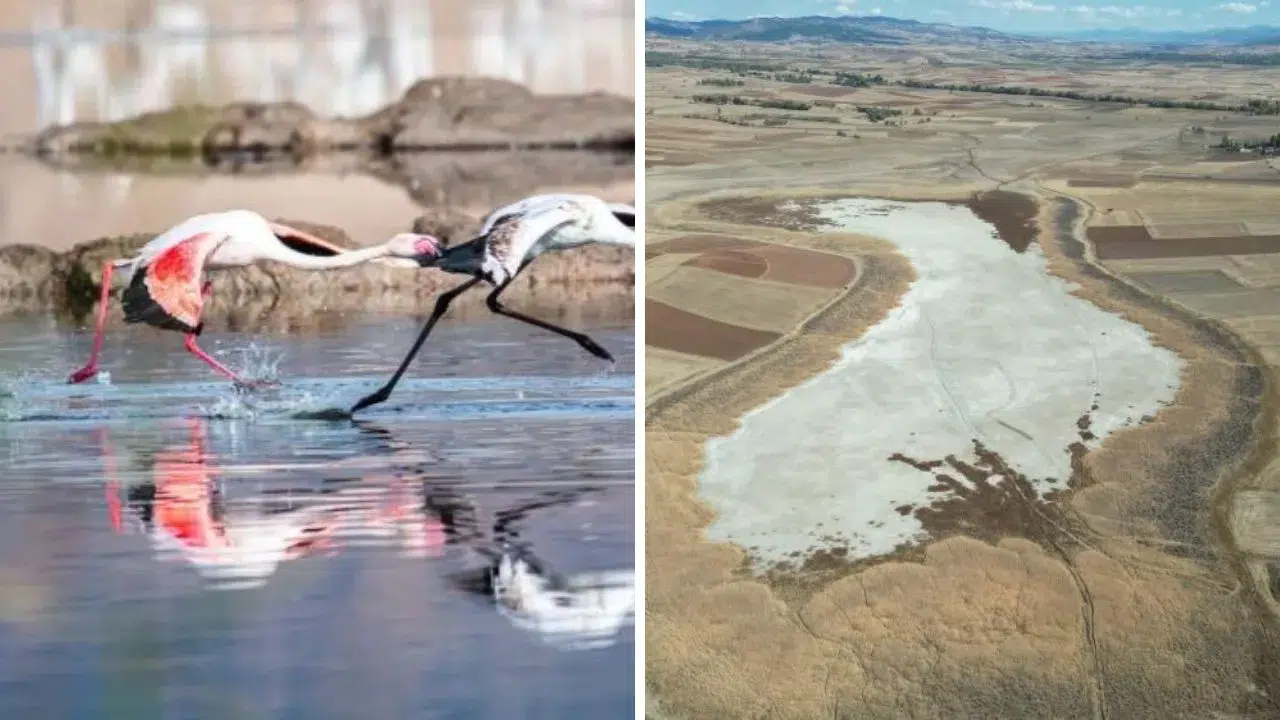 Sivas'ın Yanı Başında! Kuşların Dans Ettiği Cennetten Geriye Bu Kaldı!