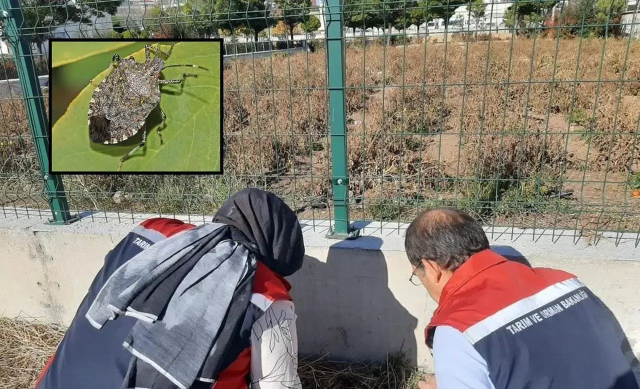 Sivas’ta bu haşereyi gören yetkililere bildirsin