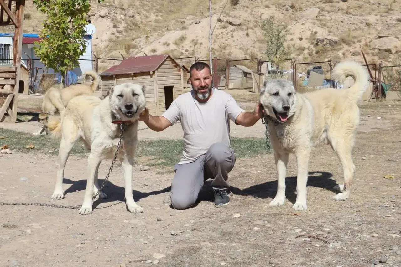 Sivas Kangalın Tek Rakibi Kim? Uzmandan Tartışmaya Nokta Koyan Açıklama!