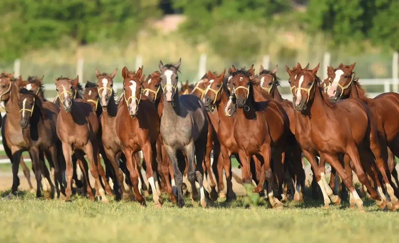 Açık artırmada nefesler tutulacak: Elit Arap Tayları sahiplerini arıyor