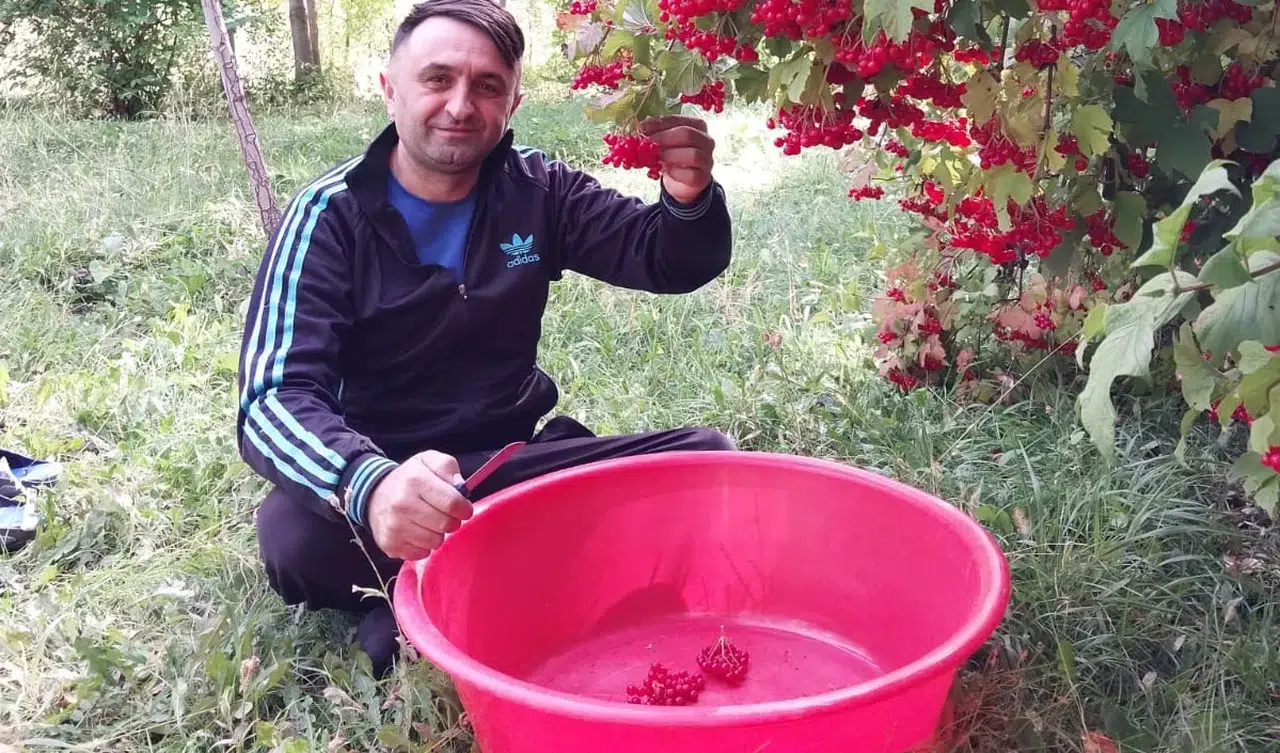 Sivas'ta Gilaburu sezonu açıldı! O ilçede üreticiler tarlada