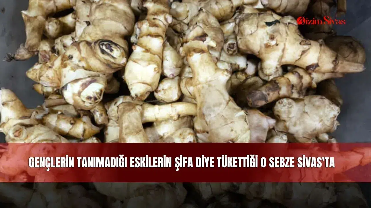 Gençlerin Tanımadığı Eskilerin Şifa Diye Tükettiği O Sebze Sivas'ta
