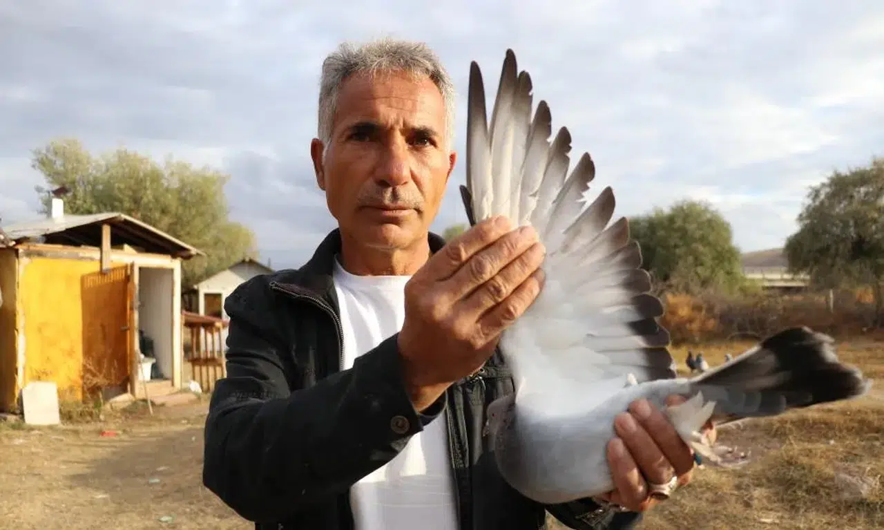 Sivas Kuşunun öyküsü: Çakır göz, sarı göz ve göğsünde gurur