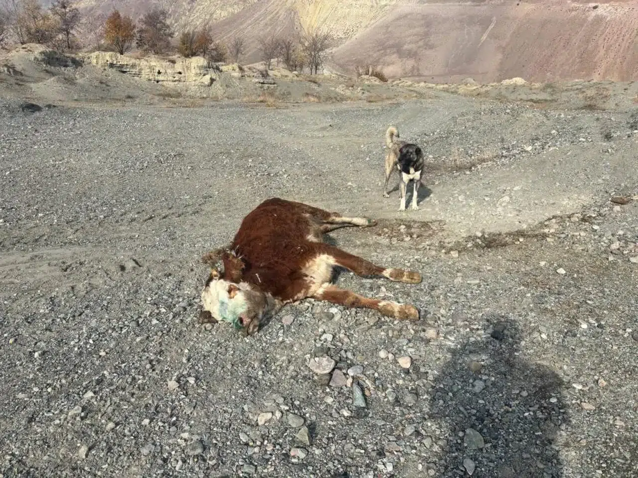 Şaptan telef olan hayvanlar meraya bırakıldı!