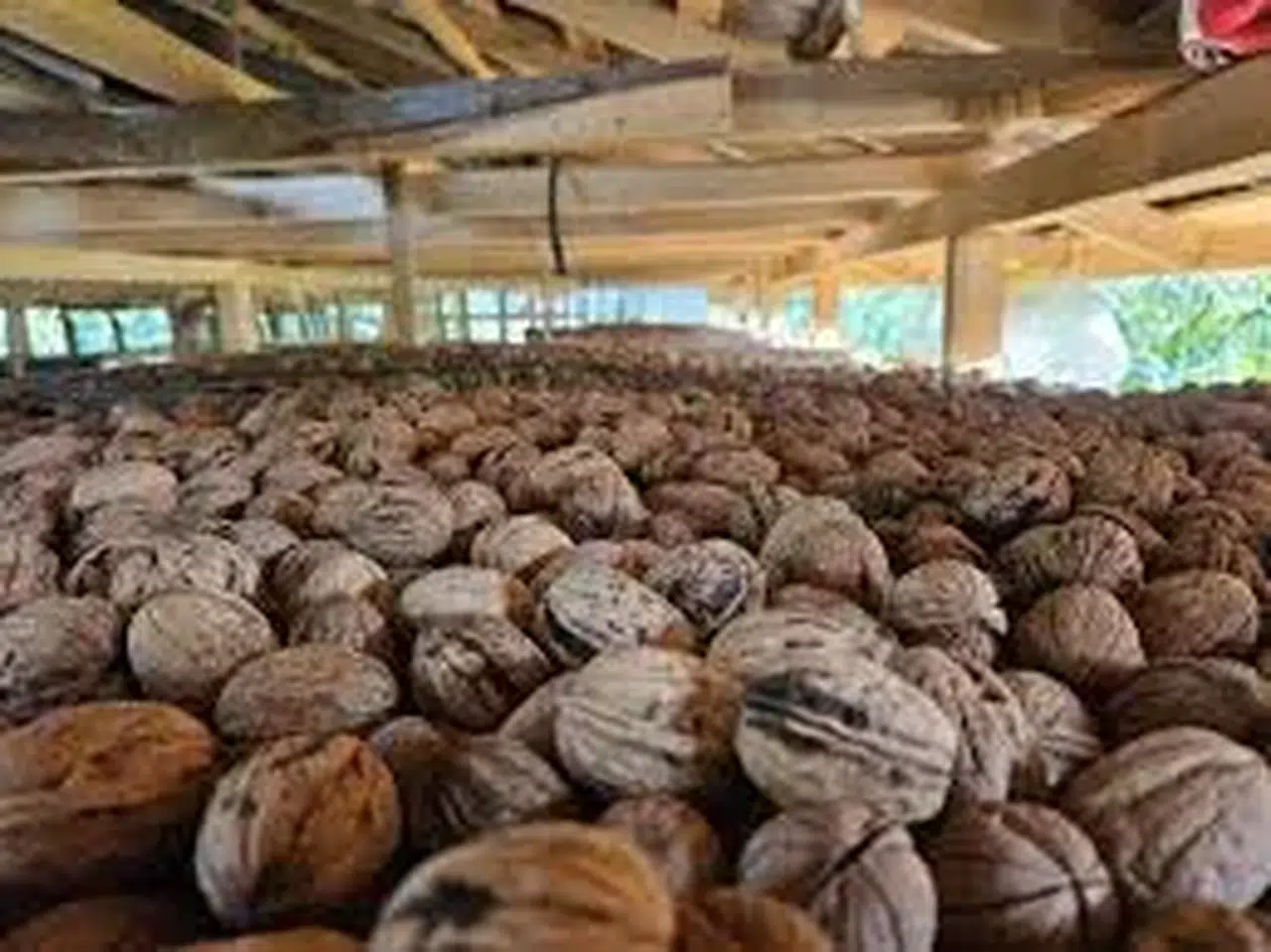 Bak sen cevize! Yollarda ceviz kabuğundan dayanıklılık