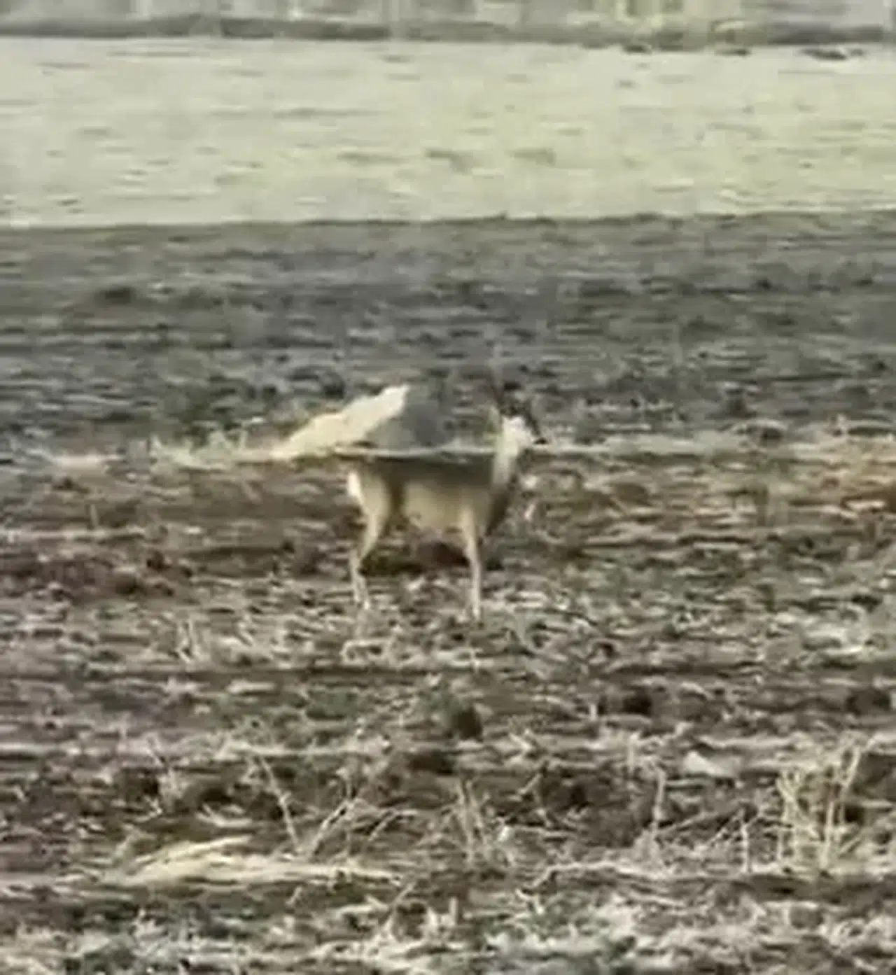 Sivas'ta Bozkırın Ortasında Görüntülendi! Görenler Gözlerine İnanamadı!