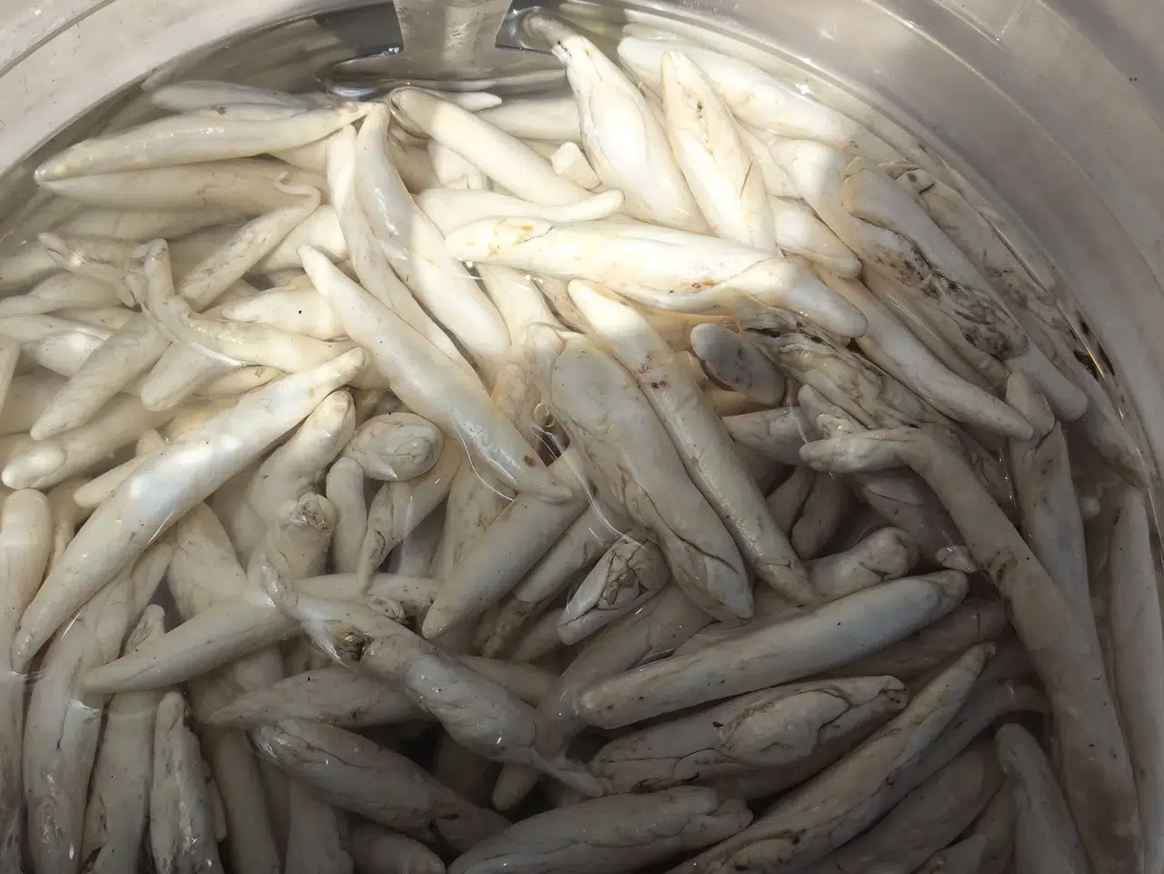 Fabrikasyon Değil El Emeği! Çiğnedikçe Şifaya Dönüşen Asırlık Gelenek!