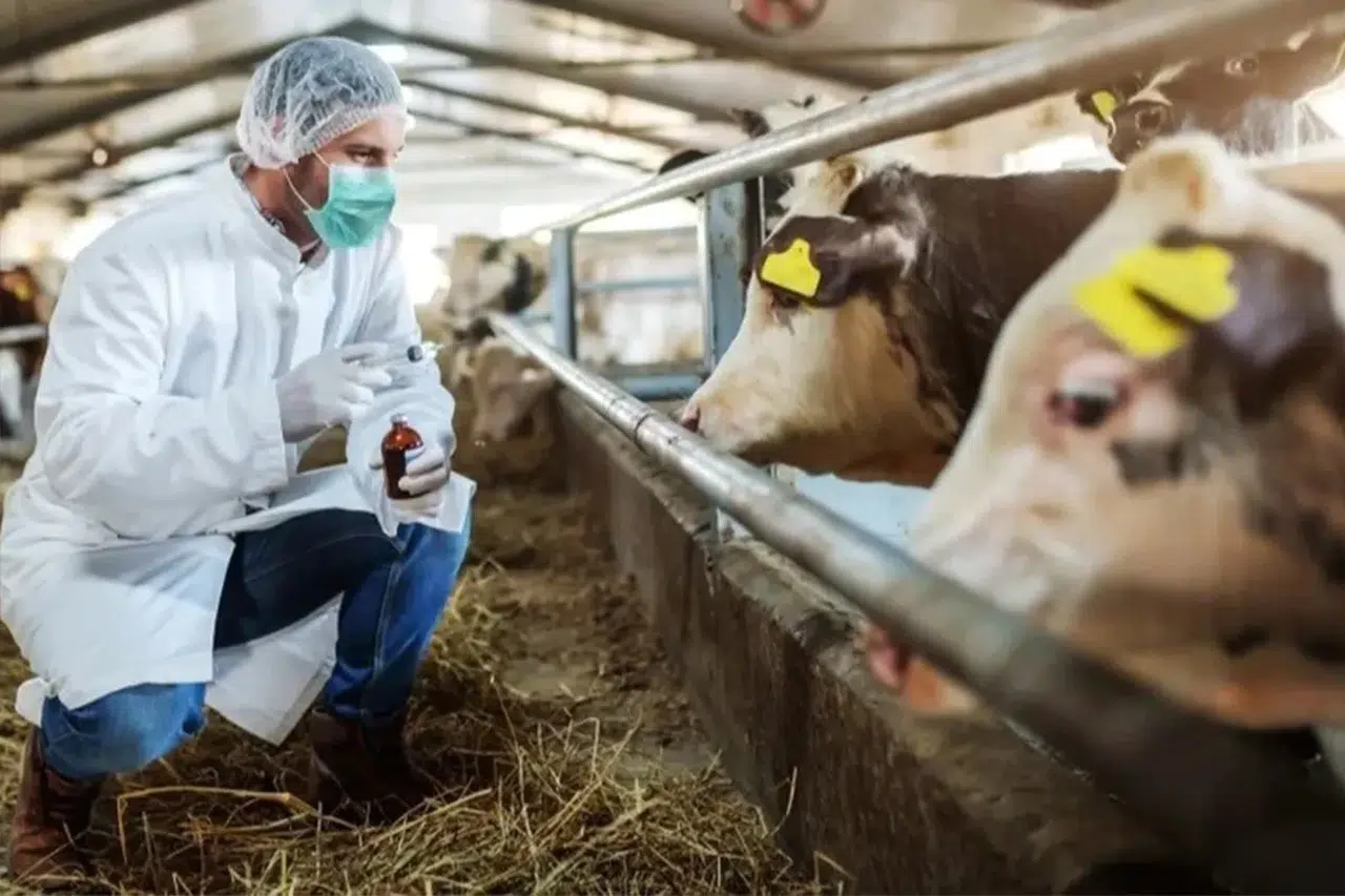 Türkiye’den Şap Hastalığıyla ilgili kritik açıklama: Kontrol altında mı?