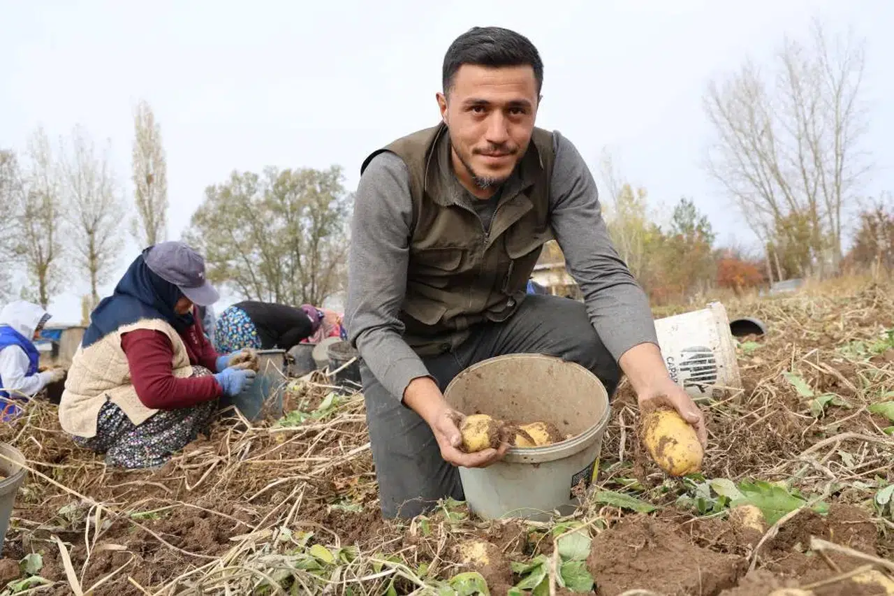 Türkiye'nin O Son Patatesleri Sivas'ta Sökülüyor!