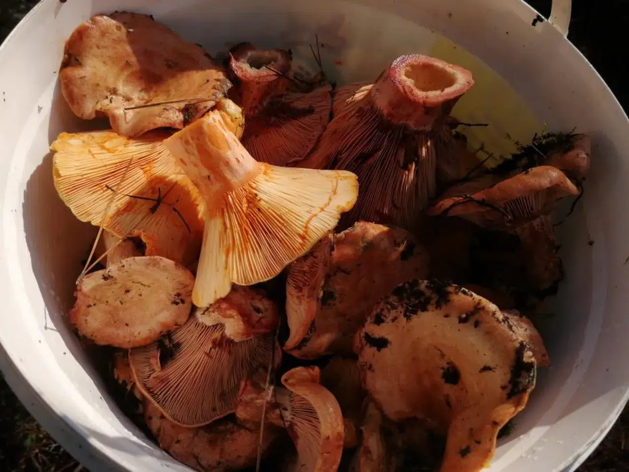 Doğada Gördüğünüz O Mantarı Sakın Koparmayın! İşte O Ölümcül Hata!