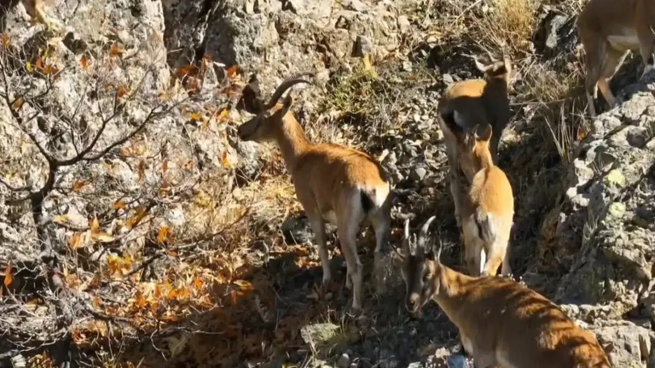 Sonbaharda Doğanın Senfonisi! Dağların Zirvesindeki Zarif Dans