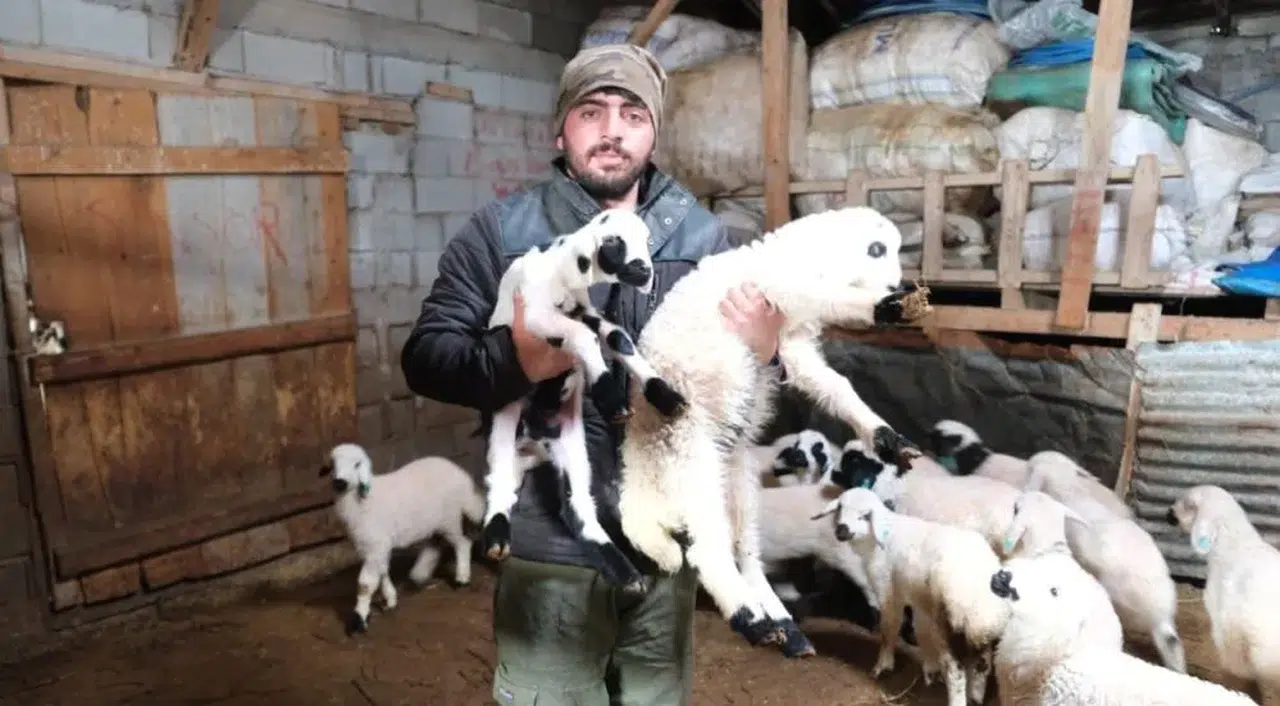 Köylünün umudu yeni kuzularla yeniden doğdu
