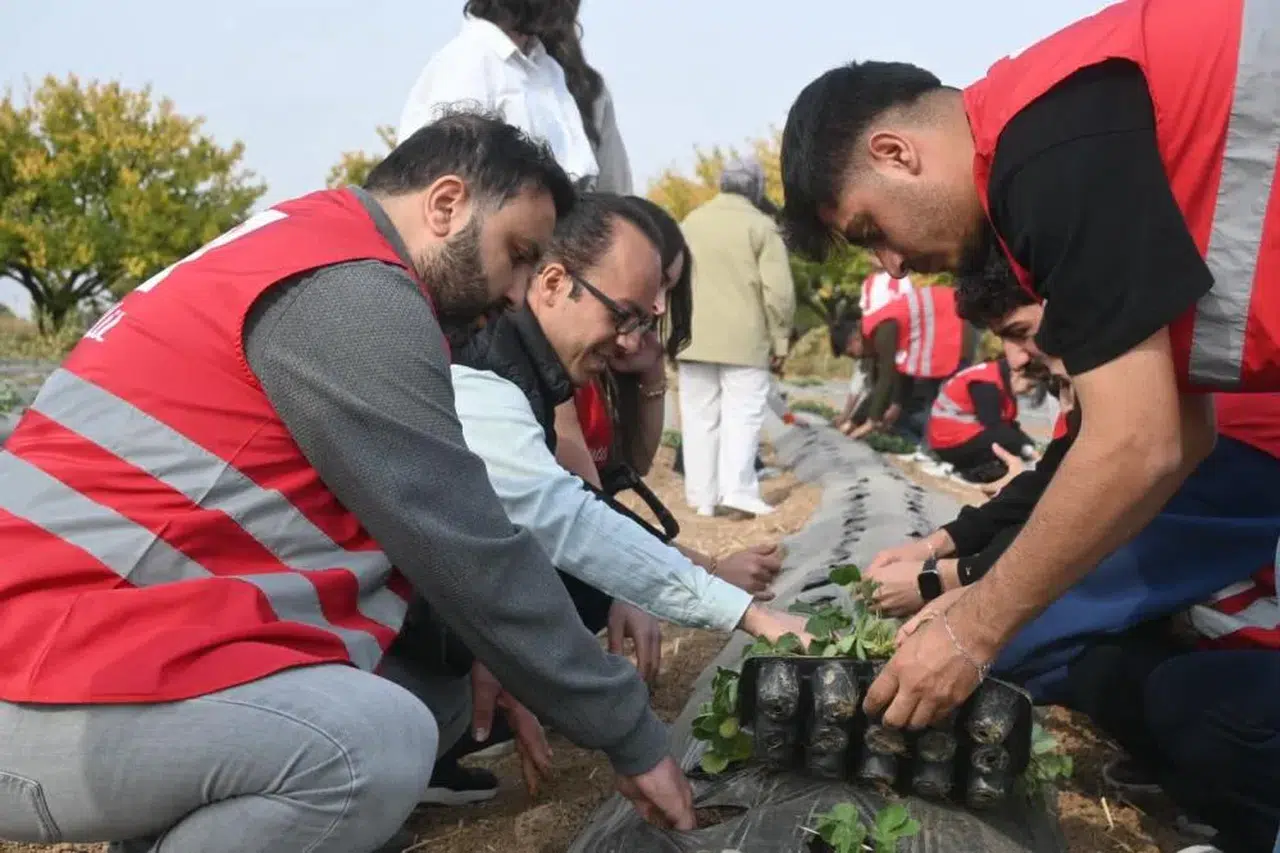 O İlçelerde Çilek Bahçesi Kurulumu Hibe Edildi: İşte Detaylar