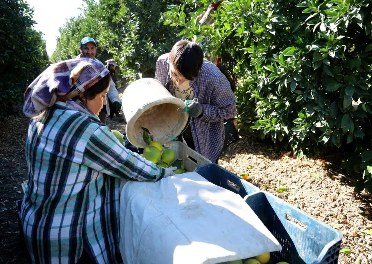 Bu sene portakal ucuz olmayacak!