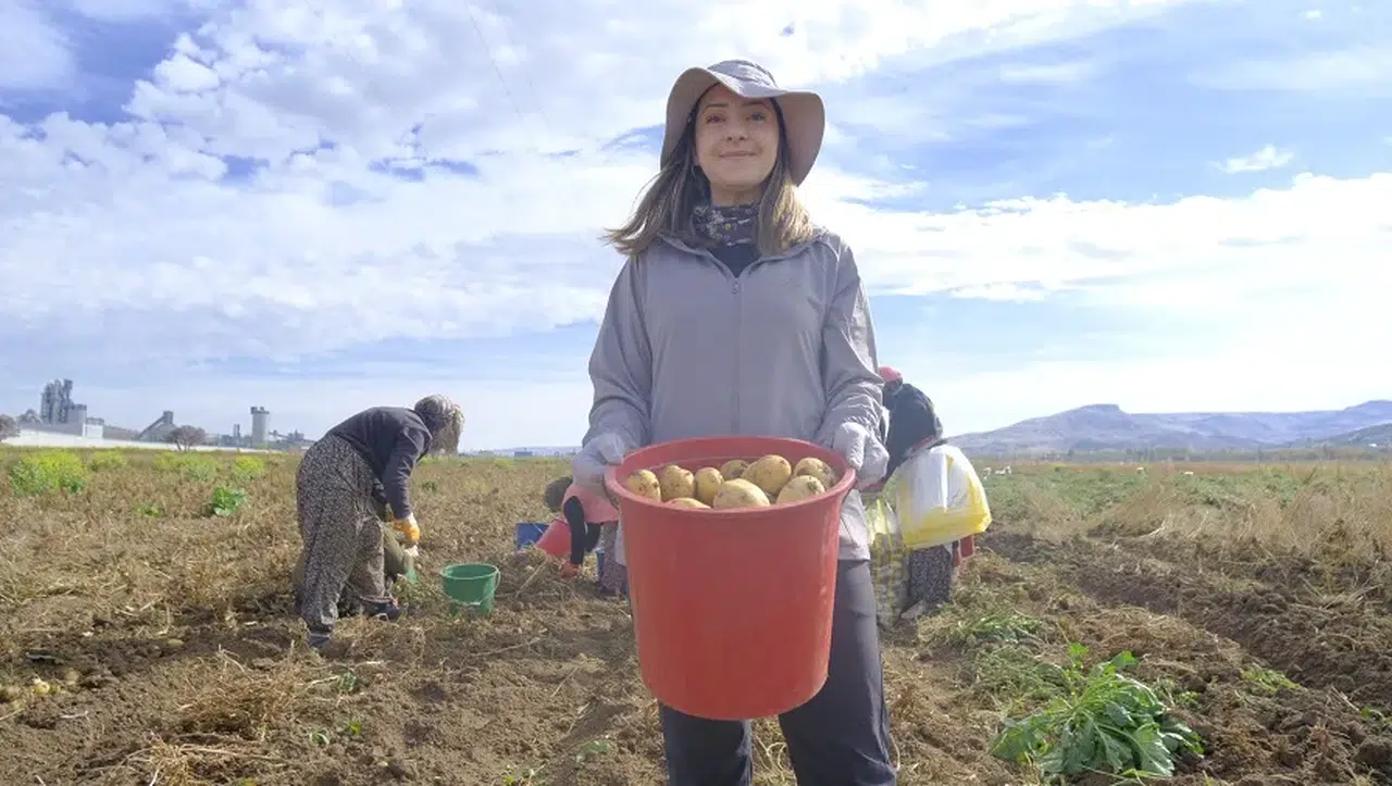 Sivas’ın soğuğunda sürpriz sonuç: Patatesin yeni merkezi mi olacak?