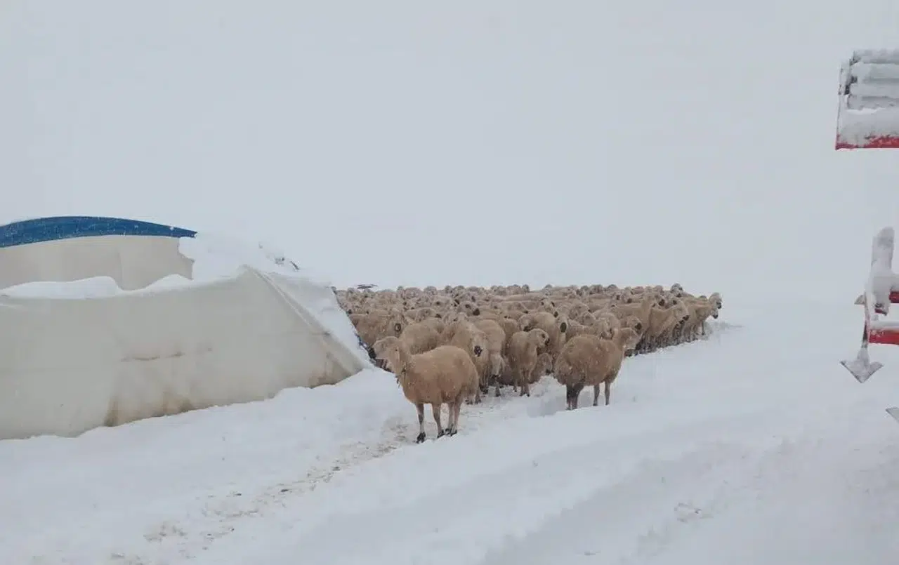 Kar Ağırlığına Dayanamadı! Sivas'ta Çöken Çadırda Korkunç Son!