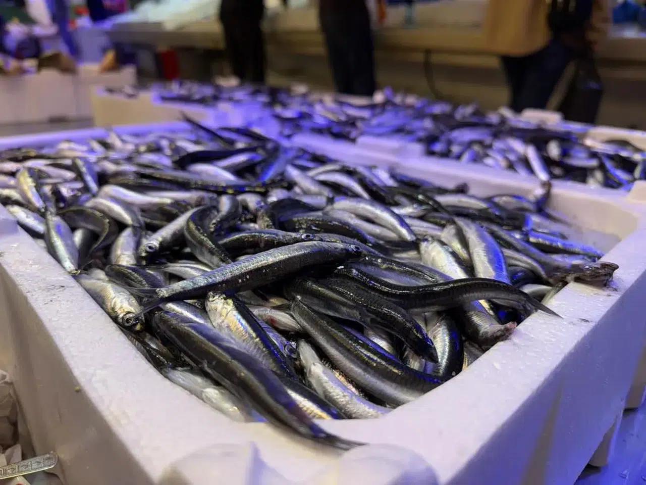 Soğuk havalarla birlikte tezgahlarda balık şenliği başladı