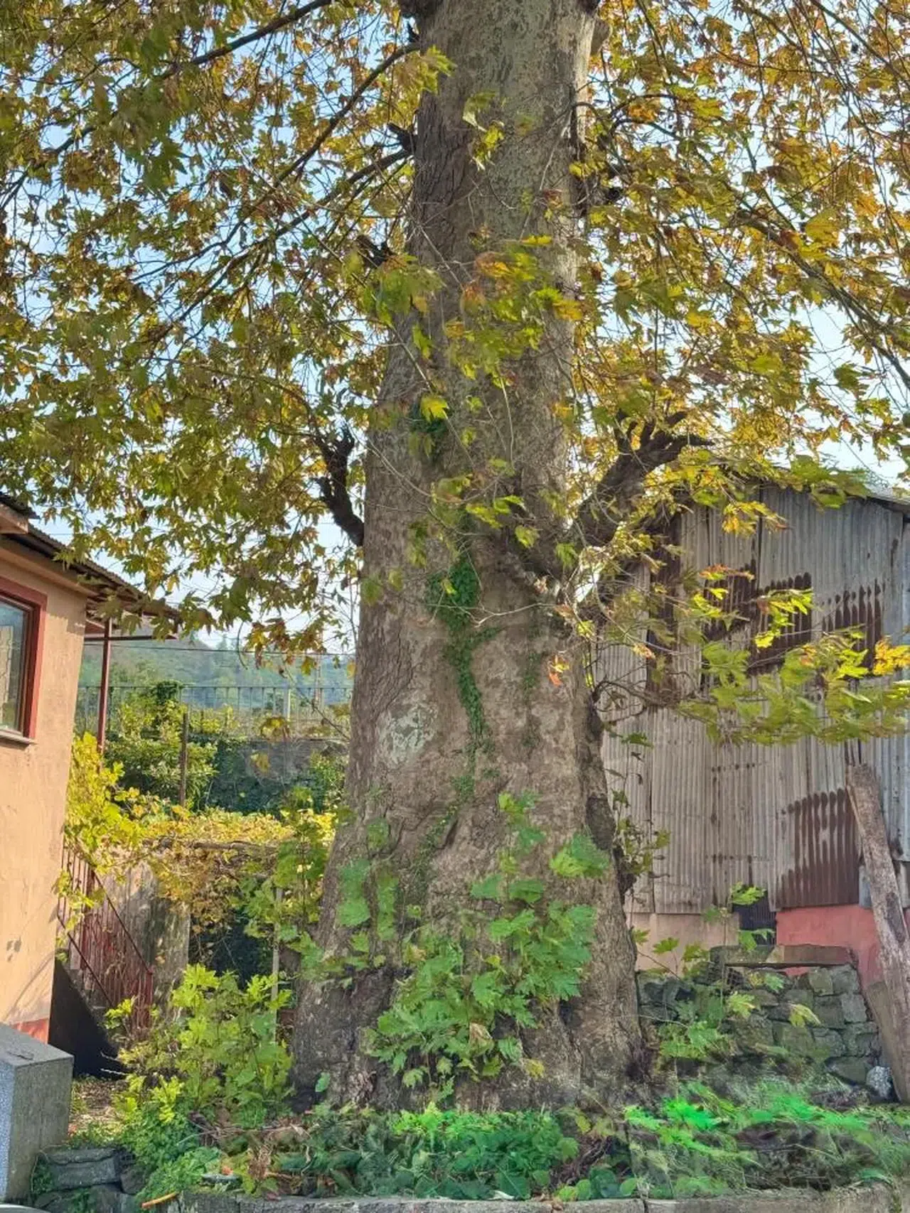 6,5 Metrelik Tarihi Dev Tehlikede Mi? Koruma Çağrısı Yükseldi