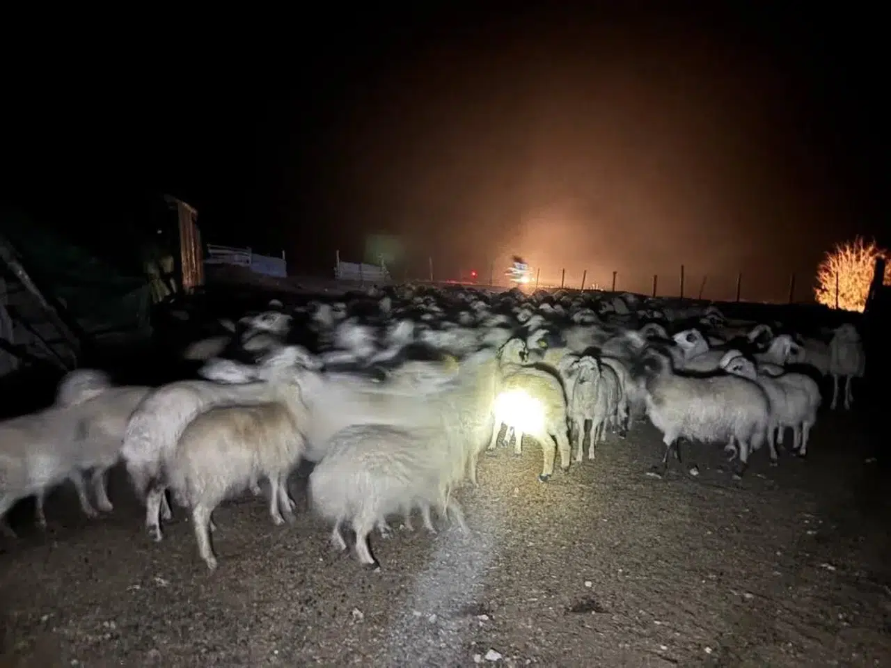 Yoğun sisle birlikte merada 200 koyun kayboldu