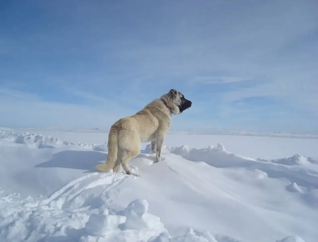Sivas’ın Gururu Dünyanın En Cesur Çoban Köpeğinin Efsanevi Hikâyesi