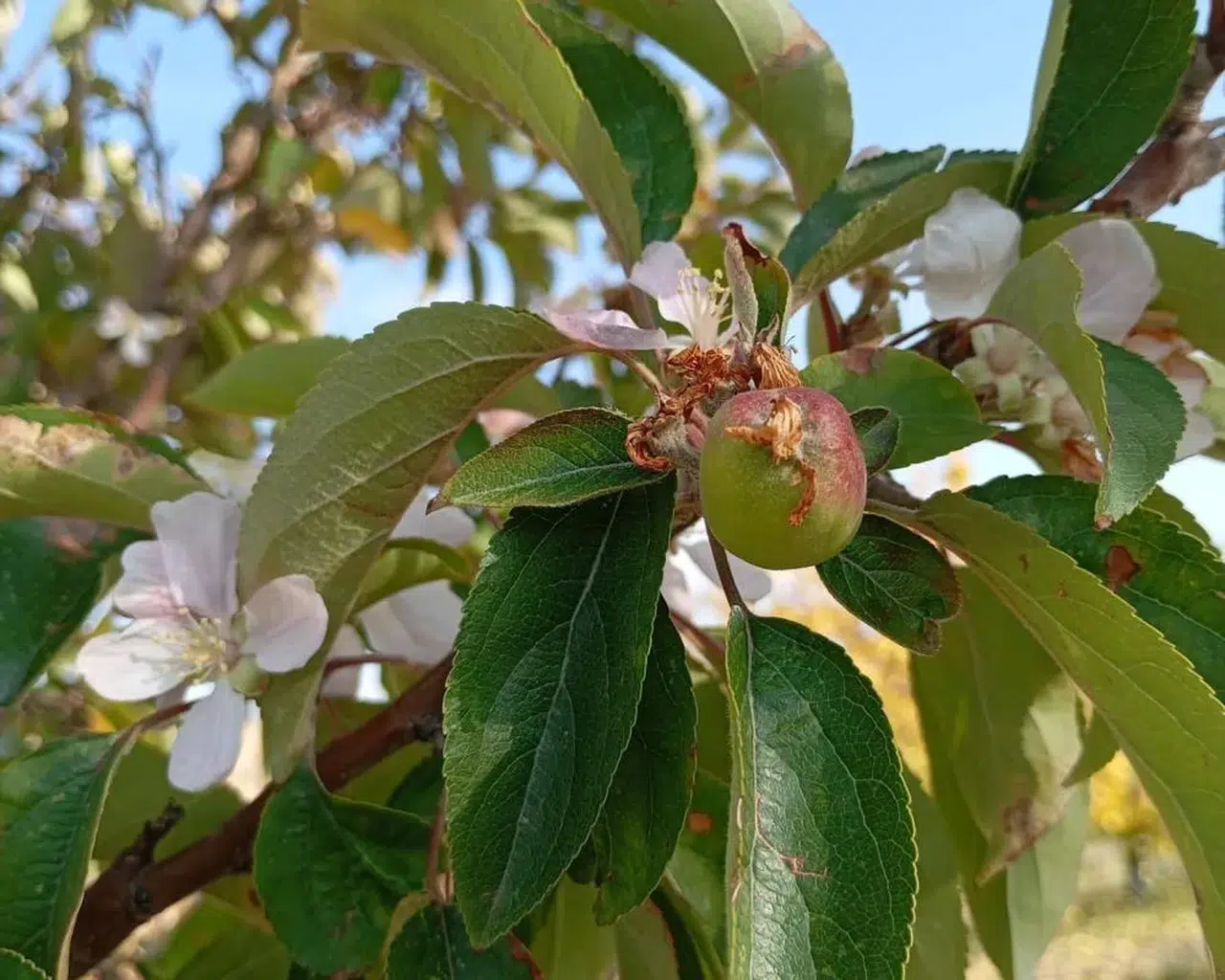 İklim değişikliği mi? Elma ağacı kışın çiçek açtı