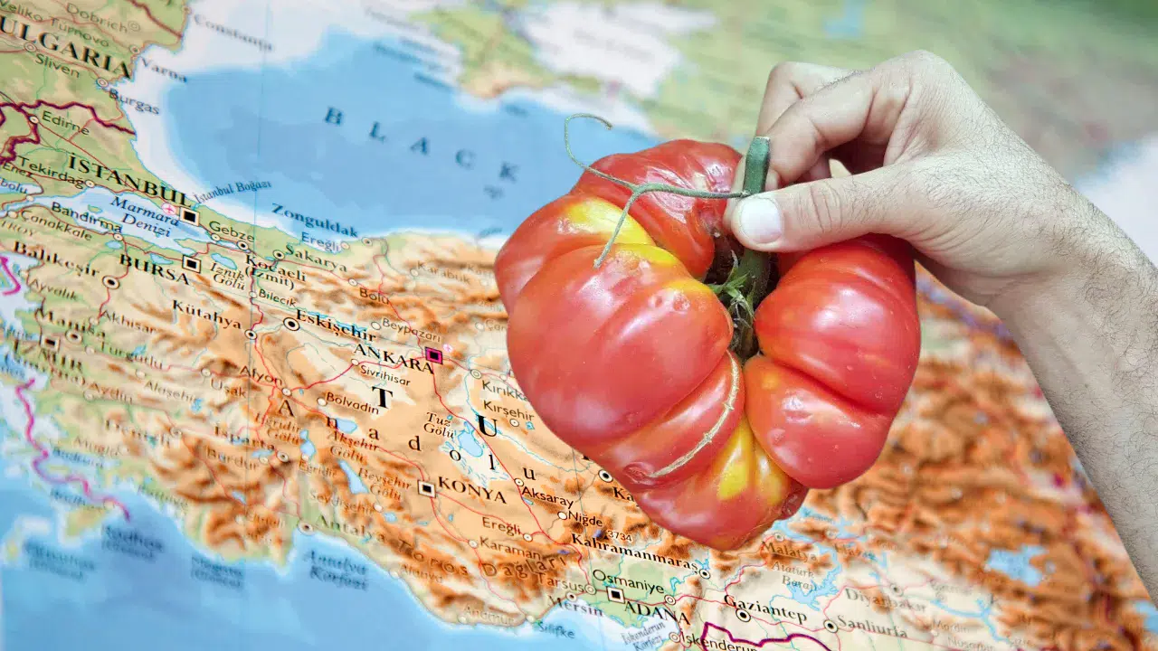 Sivas’ın Ünlü Domatesi Lezzetiyle Türkiye’yi Fethediyor